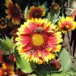 Gaillardia