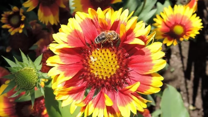 Gaillardia