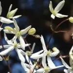 Clematis armandii – Clematide Sempreverde