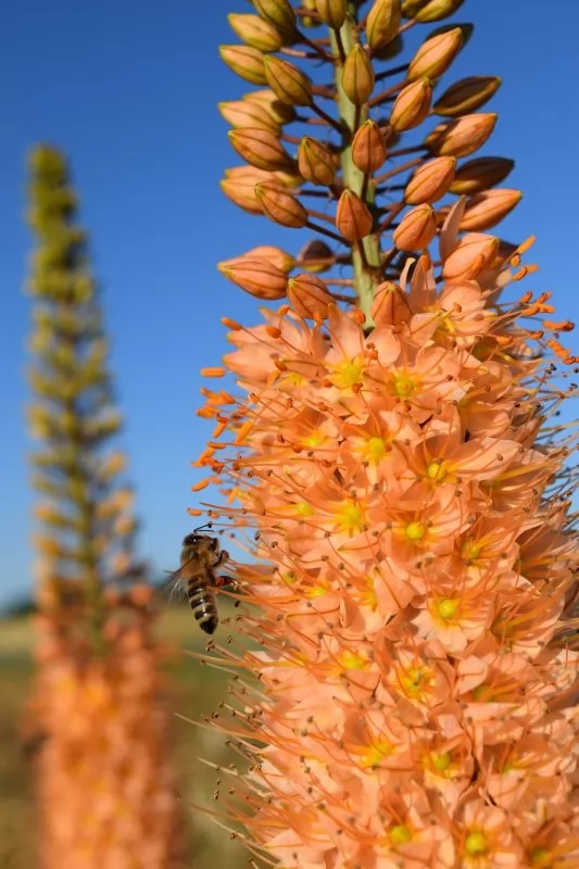 Eremurus