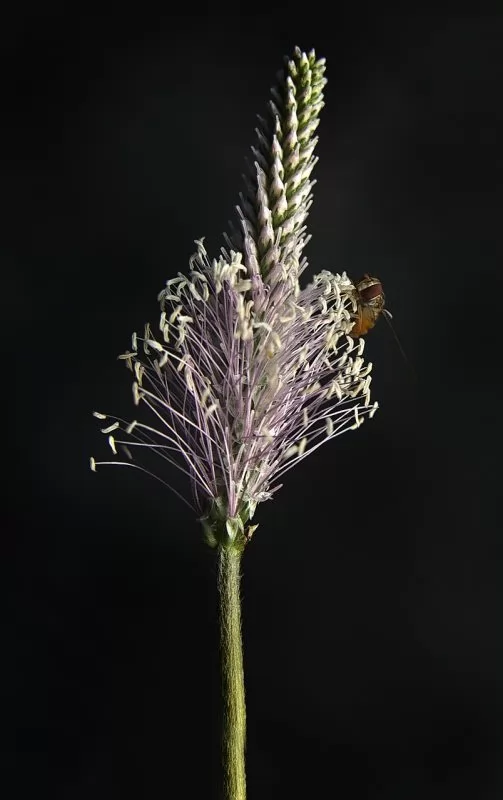 Piantaggine (Plantago lanceolata)