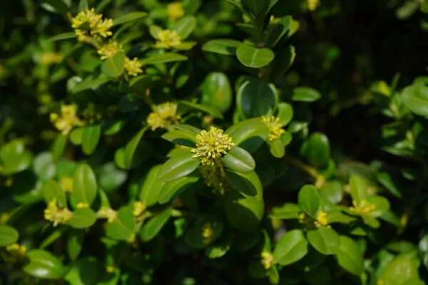 Buxus sempervirens