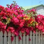 Bougainvillea