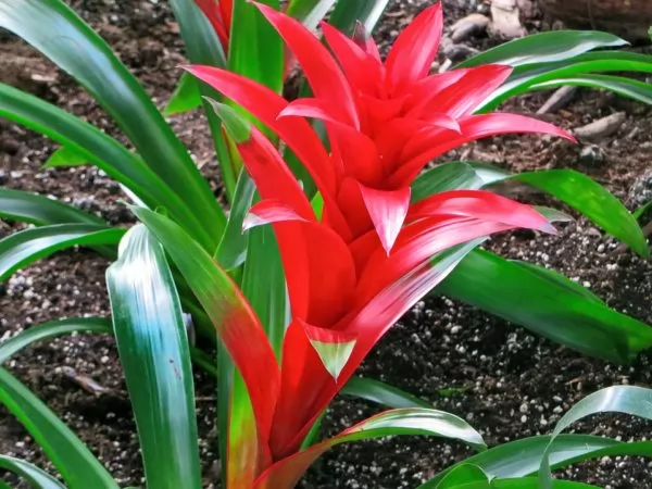 L'eleganza della Bromelia