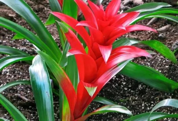 L'eleganza della Bromelia