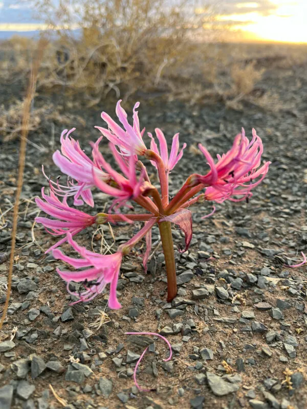 Brunsvigia comptonii