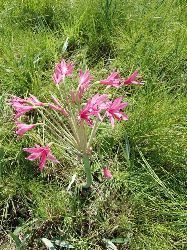 Brunsvigia grandiflora