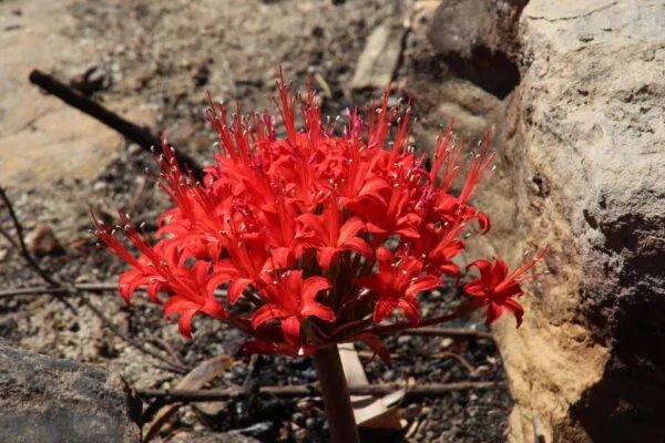 Brunsvigia marginata