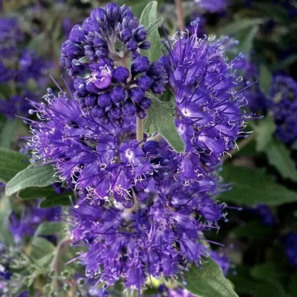 Caryopteris × clandonensis