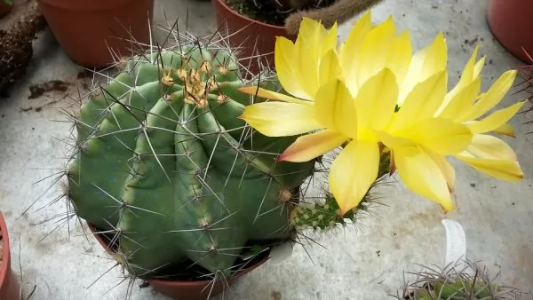 Echinocereus