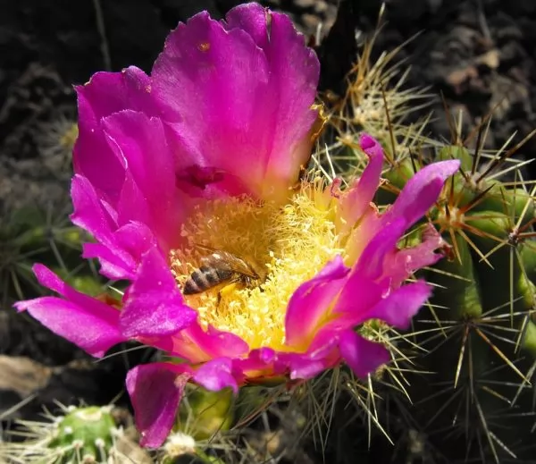 Echinocereus