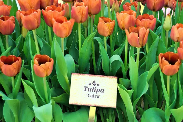 Tulipa Cairo