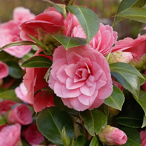 Camellia (Camelia)