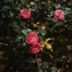 Camellia (Camelia)