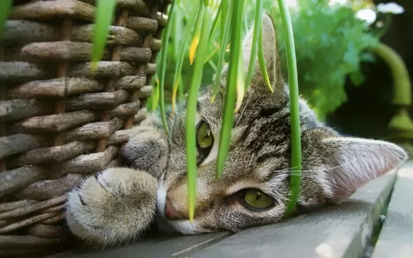 Piante d’appartamento sicure per gatti e cani