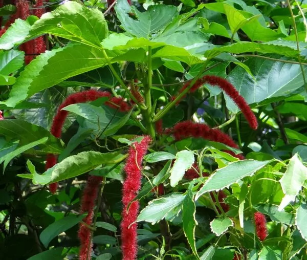 Acalypha