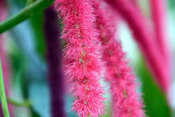 Acalypha