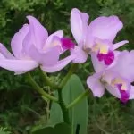 Cattleya