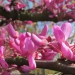 Albero di Giuda (Cercis siliquastrum)