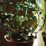 Ceropegia