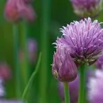 Erba Cipollina – Allium schoenoprasum