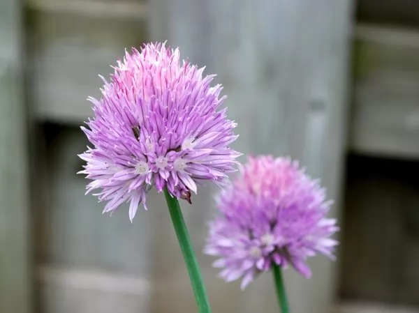 Erba Cipollina – Allium Schoenoprasum