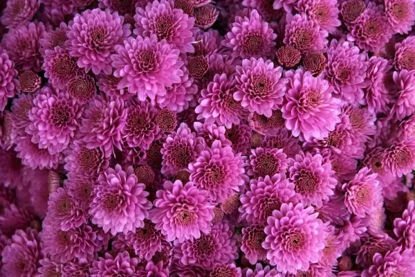 Crisantemo rosa