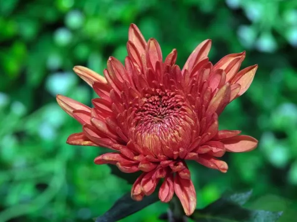 Crisantemo