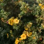 Potentilla