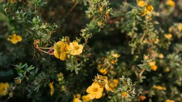 Potentilla