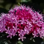 Clerodendrum