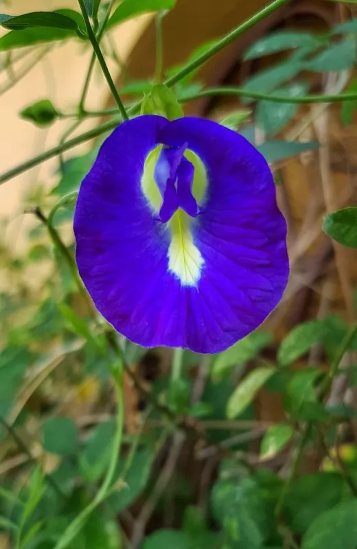 Clitoria blu ternatea