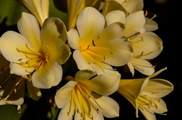 Clivia fiori gialli