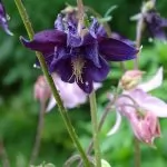 Aquilegia vulgaris