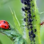 La Lotta Integrata contro gli insetti nocivi: scopriamo come fare