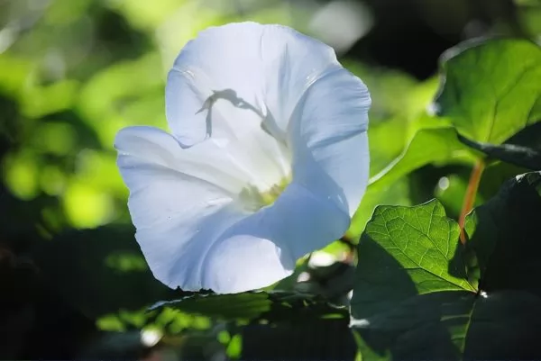 Convolvulus arvensis