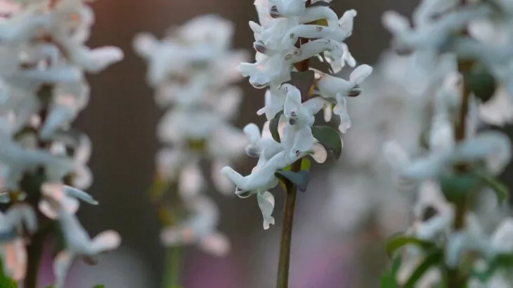 Corydalis