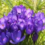 Fiori da piantare nel mese di ottobre
