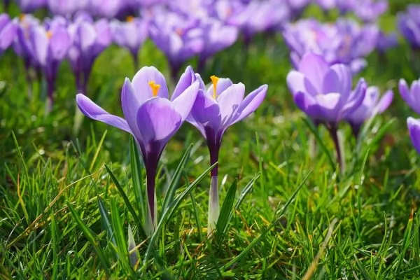 Crocus