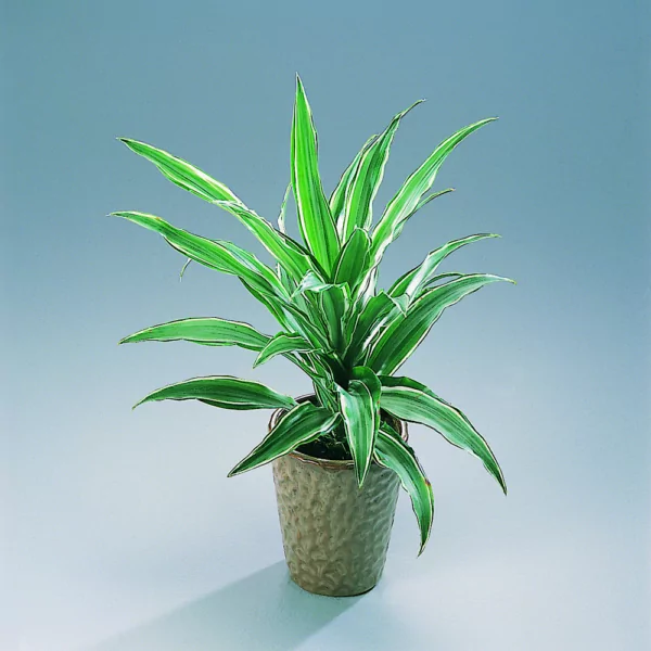 Dracaena sanderiana