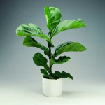 Ficus Lyrata 