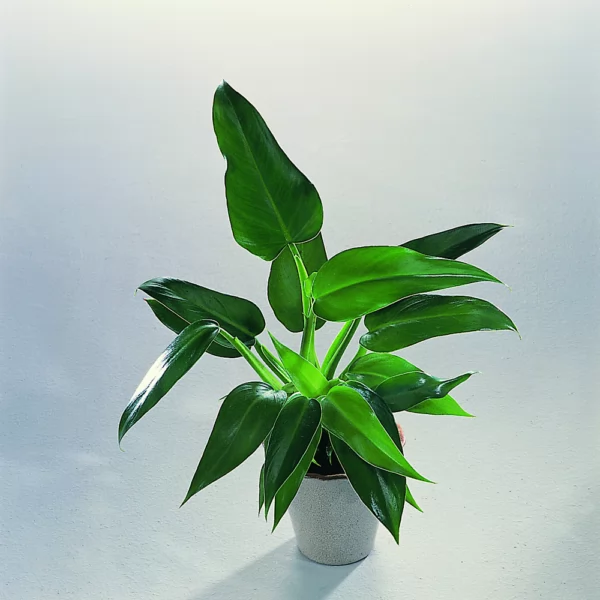 Philodendron tuxtlanum 