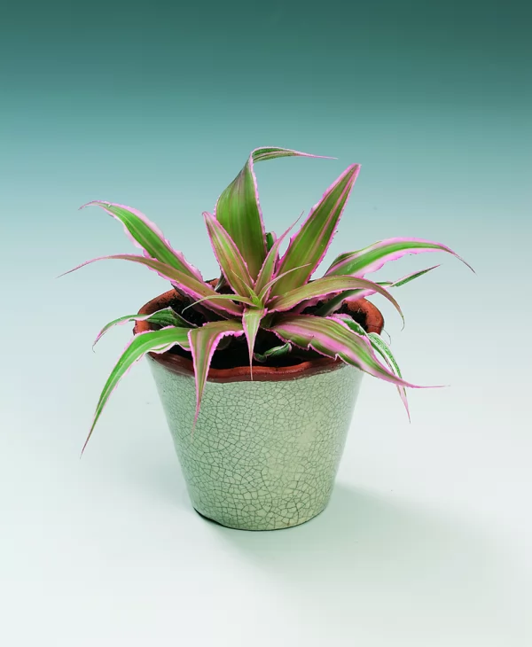 coltivazione in vaso cryptanthus