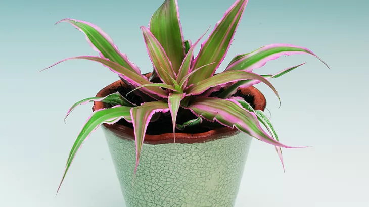 Cryptanthus in Vaso