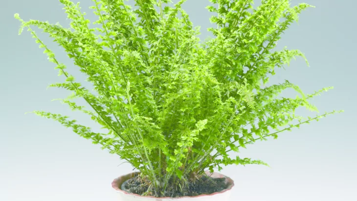 Nephrolepis exaltata