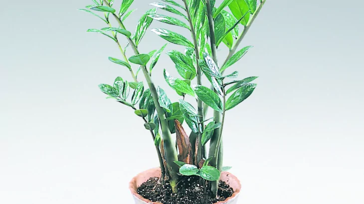 Zamioculcas zamiifolia
