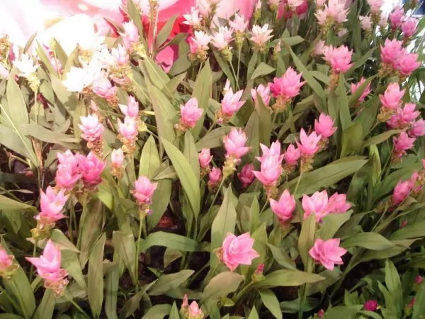  Curcuma Alismatifolia o Tulipano del Siam rosa