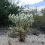 Cylindropuntia