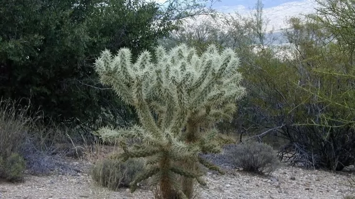 cylindropuntia bigelovii