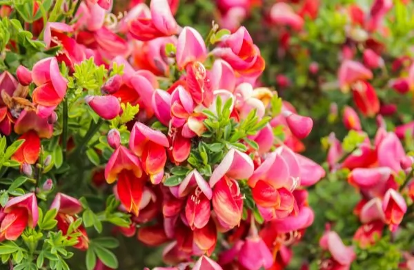 Cytisus